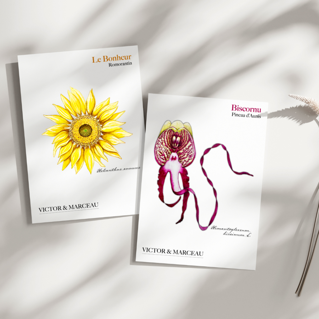 illustration tournesol et orchidée